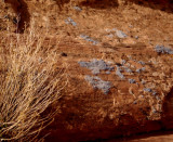 Blue lichen, Monument Valley