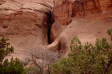 Pines and rock, Monument Valley