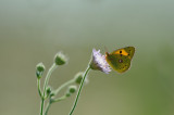 clouded yellow - oranje luzernevlinder