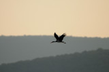 black storck - zwarte ooievaar - cigogne noir
