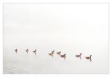 Fog Of Geese *
