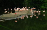 Flamingos *
