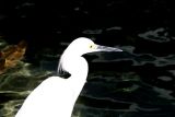 Water Bird*