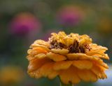 Dew Drops *