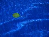 Water and Life *