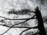 Masterpiece of the Wind*