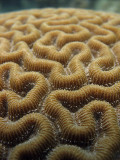 Brain Coral*