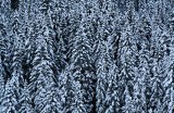 First Snow #3 *