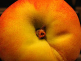 Peach Fuzz *