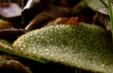 <b>5th: December Dew  by jstrong</b>