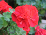 Red Dishes