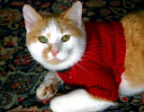 Sad Puss