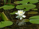 Water Lily