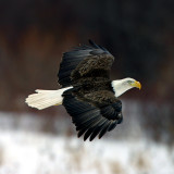 Fly-by  *