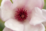 Japanese Magnolia