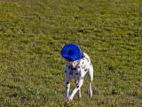 Bowie Dog*