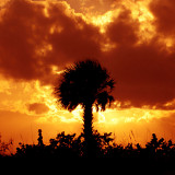 Lone Palm
