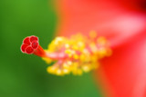 Red, yellow and green*
