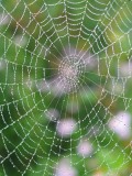 Web in a mist*