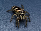 Jumping Spider smiling for the camera *