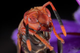 wasp portrait*
