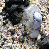 Beach Detail *