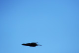 Bird *