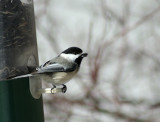 Chickadee *