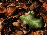 <b>4th:</b> Evergreen  by Carrhighlander