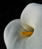 Calla Lilly