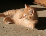 Kitty aroebics 1 - 2 - 3