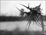 Thorn *