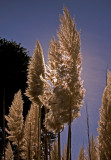 <b>5th:</b> Pampas Grass by Brent