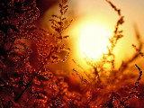 *Fields of Gold*