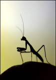 Bug Size