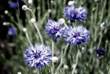 as you drift past the flowers