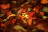 Framed with Leaves*