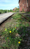 Dandelion Way