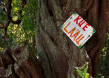Kue Laau