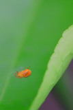 Tiny Spidey