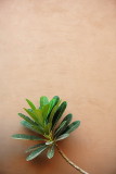 Frangipani