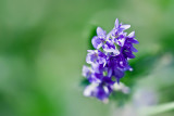 Alfalfa