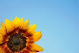 Sunflowers Tear