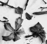 Flower Cemetery. RIP.