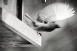 Motion*