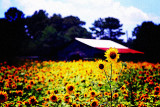 field of sun