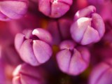 Lilacs*