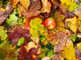 Autumnal*