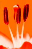 * Orange glow
