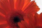 <b>10th: </b>Flowers<br> by Rod